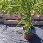 Kortadéria Pampová (Cortaderia selloana) ´ROSEA PLUM´ - výška 20-30 cm, kont. C1L